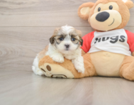 8 week old Teddy Bear Puppy For Sale - Florida Fur Babies