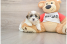 Sweet Teddy Bear Baby