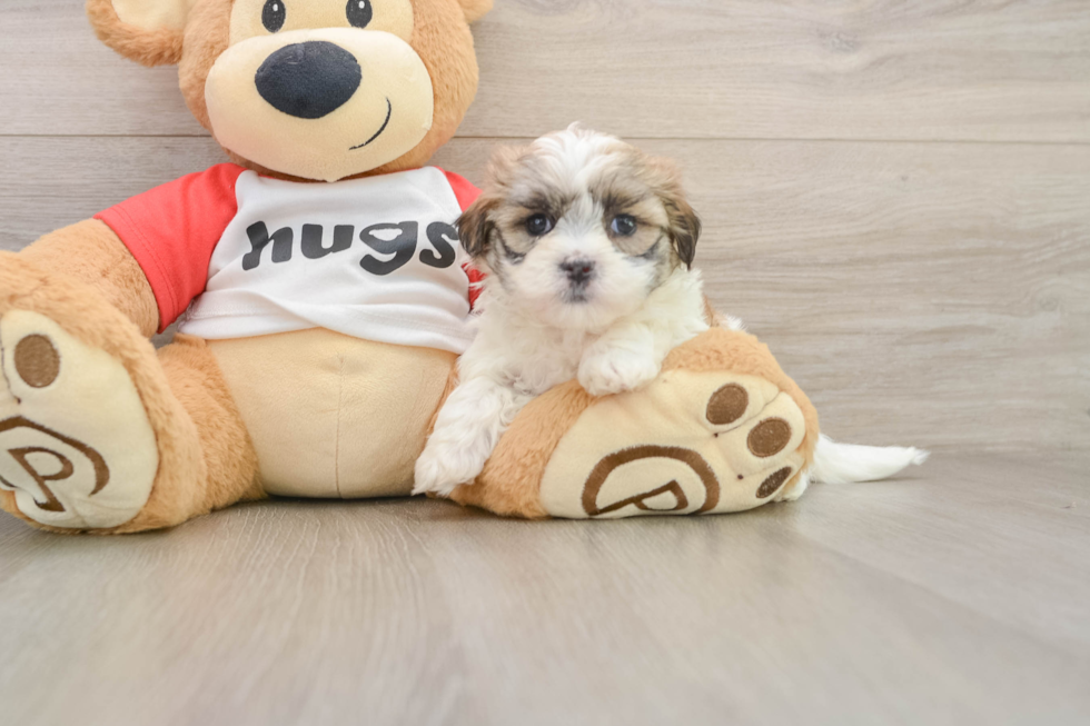 Teddy Bear Puppy for Adoption