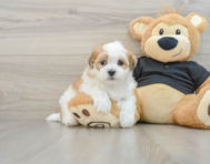 9 week old Teddy Bear Puppy For Sale - Florida Fur Babies