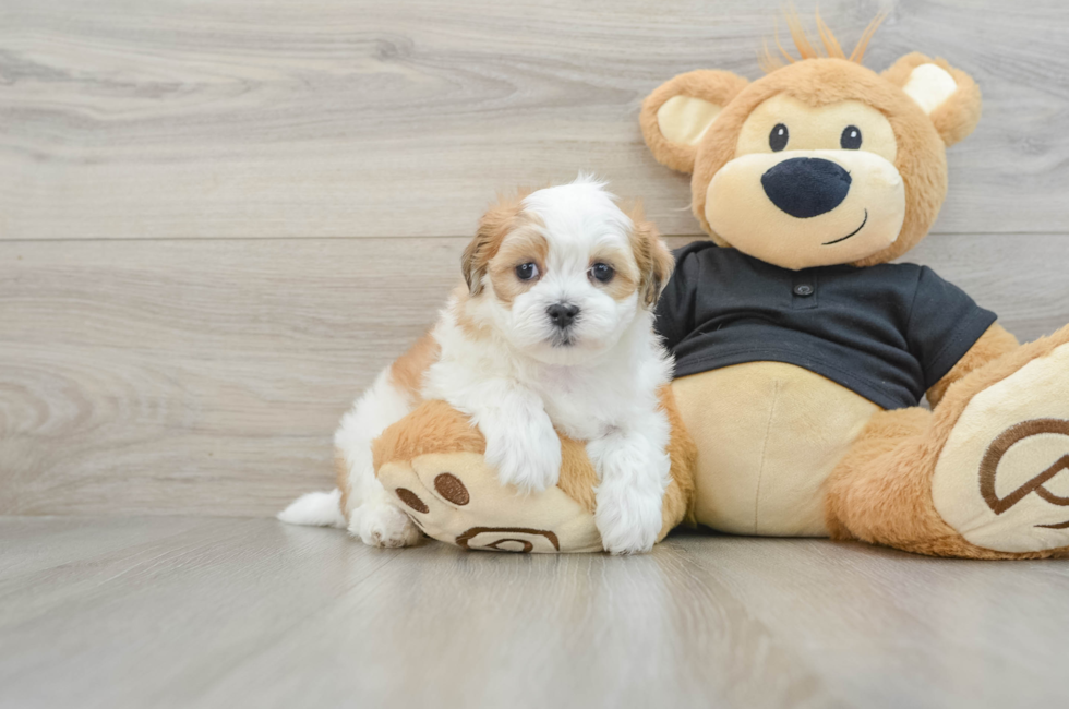 7 week old Teddy Bear Puppy For Sale - Florida Fur Babies