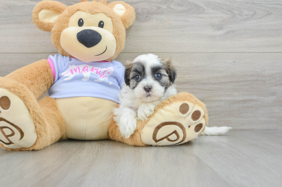 Smart Teddy Bear Designer Pup