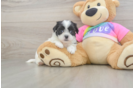 Best Teddy Bear Baby