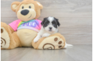 Playful Shit Designer Puppy