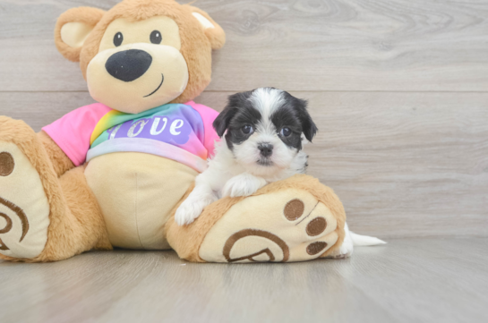 Playful Shit Designer Puppy