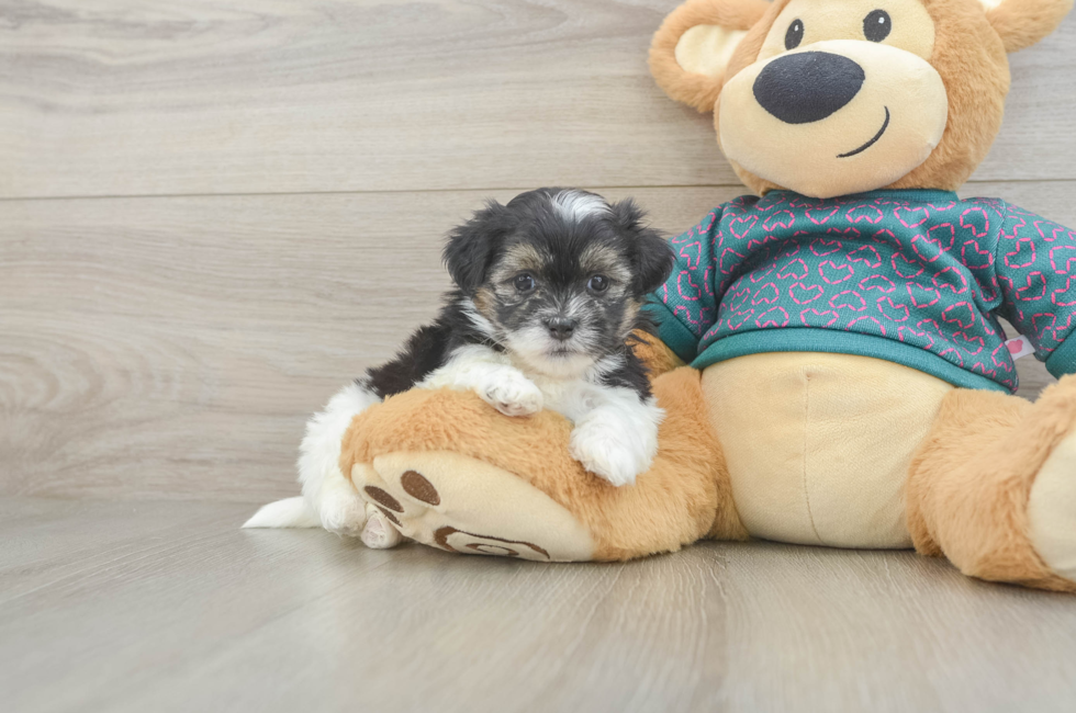 5 week old Teddy Bear Puppy For Sale - Florida Fur Babies