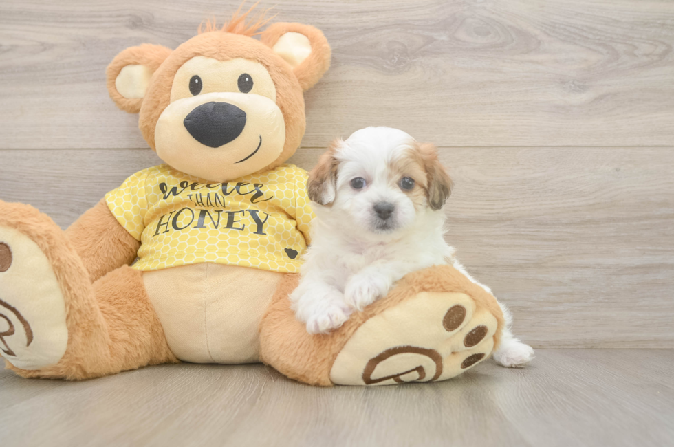 5 week old Teddy Bear Puppy For Sale - Florida Fur Babies