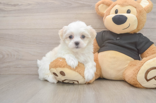 Best Teddy Bear Baby