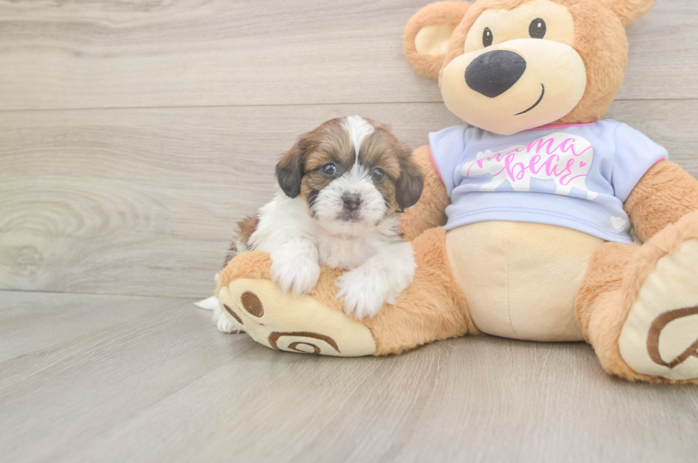 5 week old Teddy Bear Puppy For Sale - Florida Fur Babies
