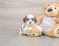 5 week old Teddy Bear Puppy For Sale - Florida Fur Babies