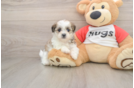 Smart Teddy Bear Designer Pup