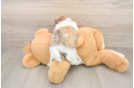 Playful Shit Designer Puppy