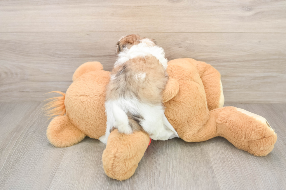 Playful Shit Designer Puppy