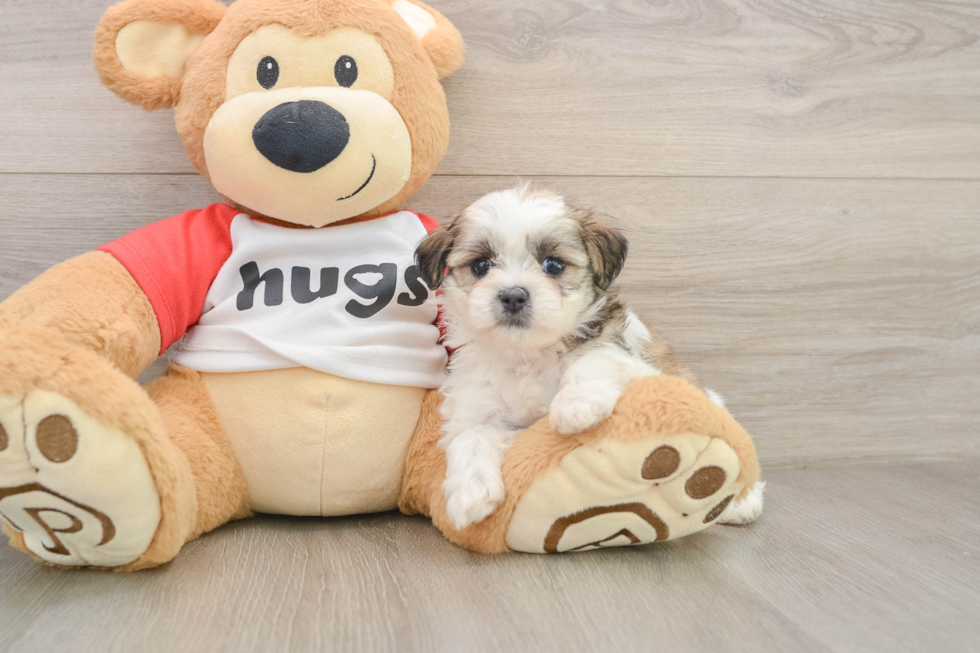 Teddy Bear Pup Being Cute