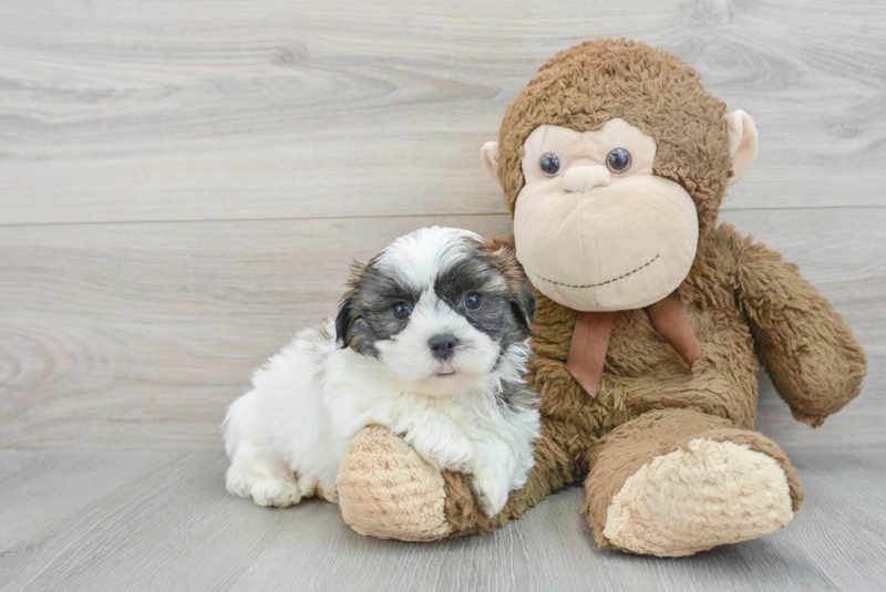Meet Garrett - our Teddy Bear Puppy Photo 1/3 - Florida Fur Babies
