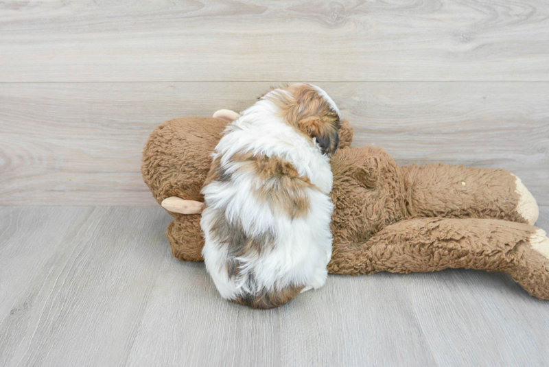 Meet Garrett - our Teddy Bear Puppy Photo 2/3 - Florida Fur Babies