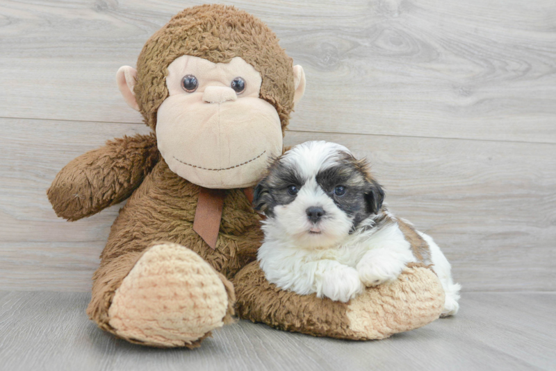 Meet Garrett - our Teddy Bear Puppy Photo 3/3 - Florida Fur Babies