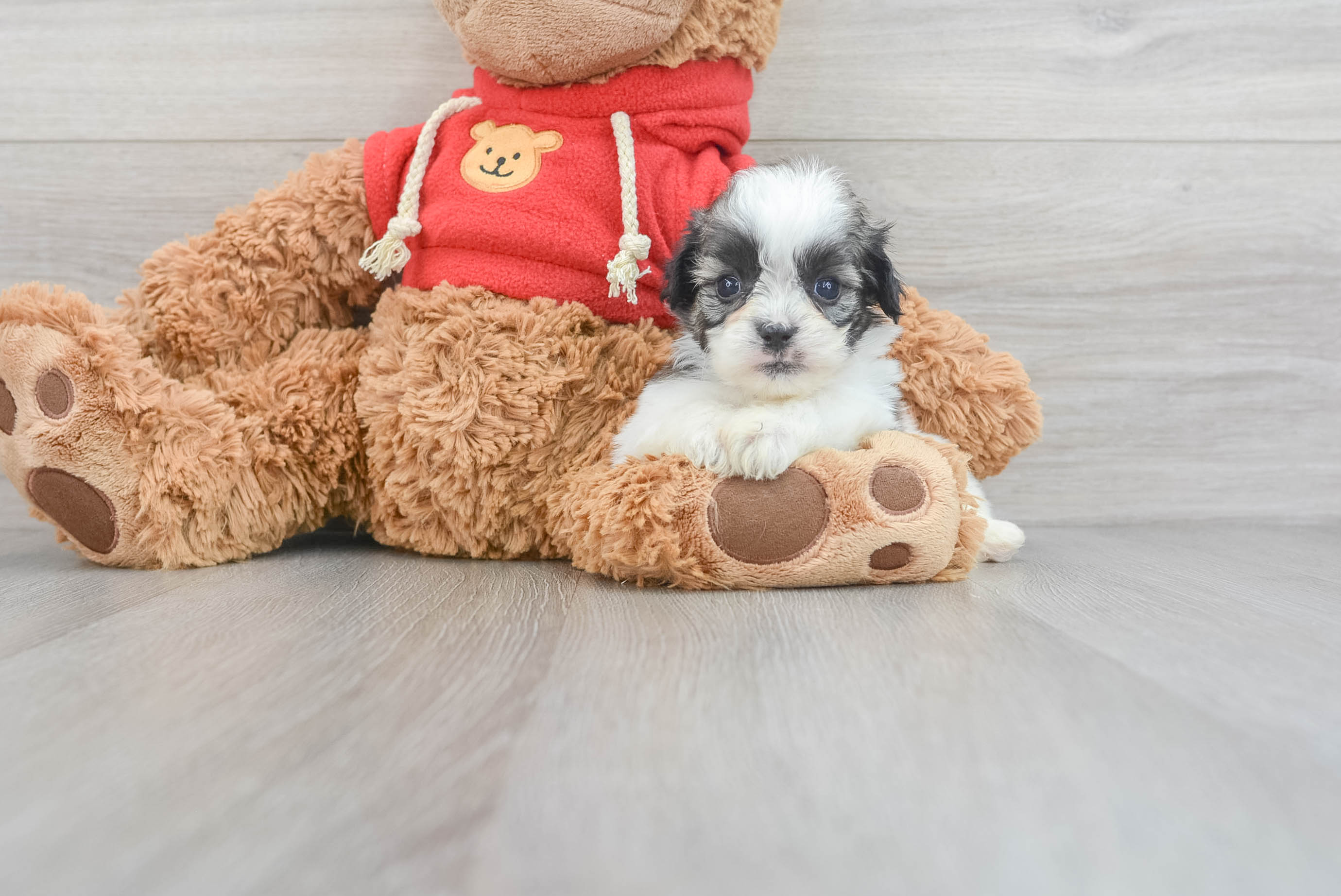 Teddy bear outlet puppy price