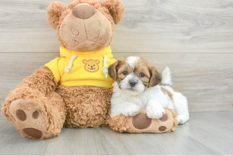 Energetic Shit Designer Puppy