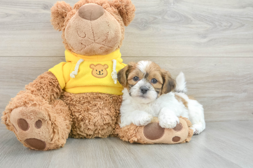 6 week old Teddy Bear Puppy For Sale - Florida Fur Babies