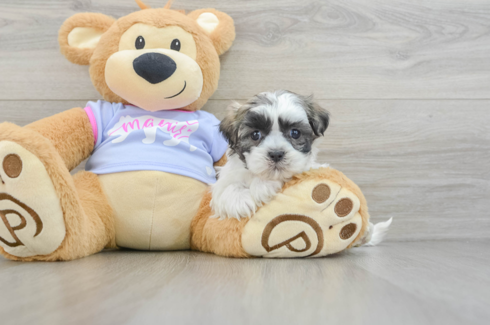 6 week old Teddy Bear Puppy For Sale - Florida Fur Babies