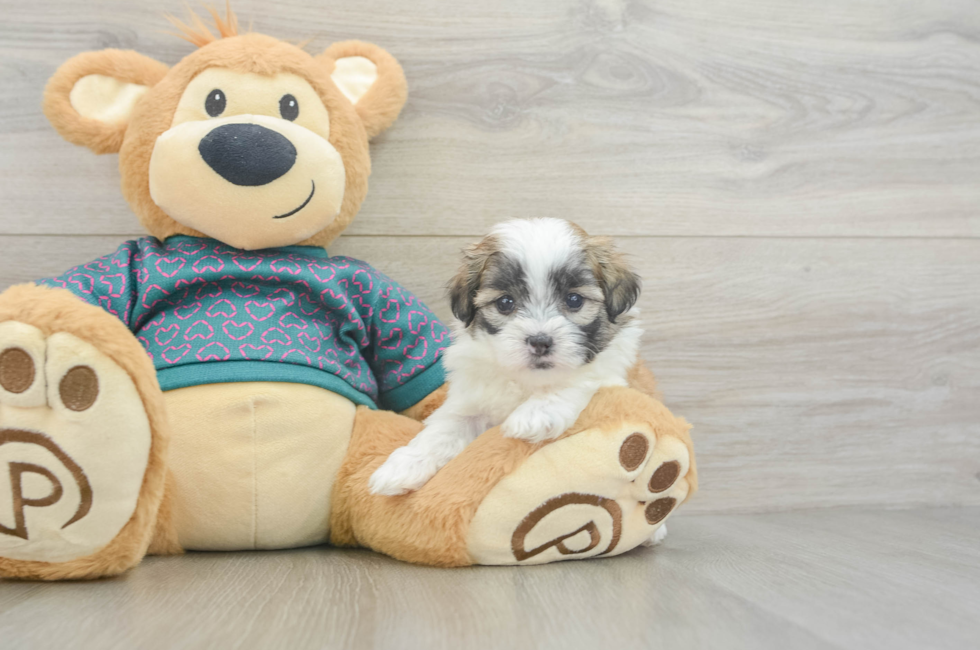 5 week old Teddy Bear Puppy For Sale - Florida Fur Babies