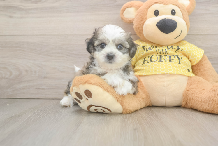 Cute Teddy Bear Baby