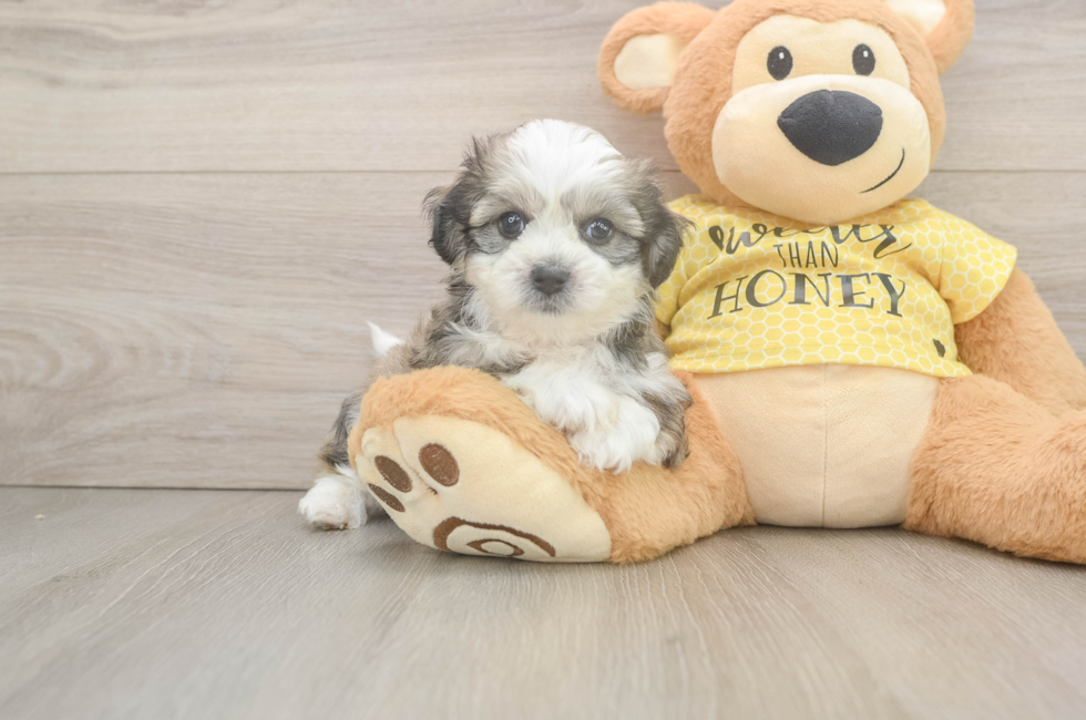 5 week old Teddy Bear Puppy For Sale - Florida Fur Babies