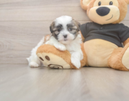 7 week old Teddy Bear Puppy For Sale - Florida Fur Babies
