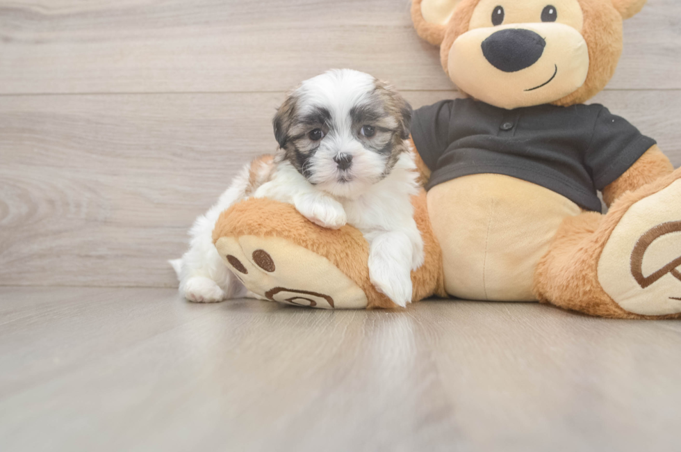 5 week old Teddy Bear Puppy For Sale - Florida Fur Babies