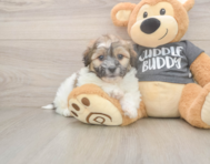 6 week old Teddy Bear Puppy For Sale - Florida Fur Babies