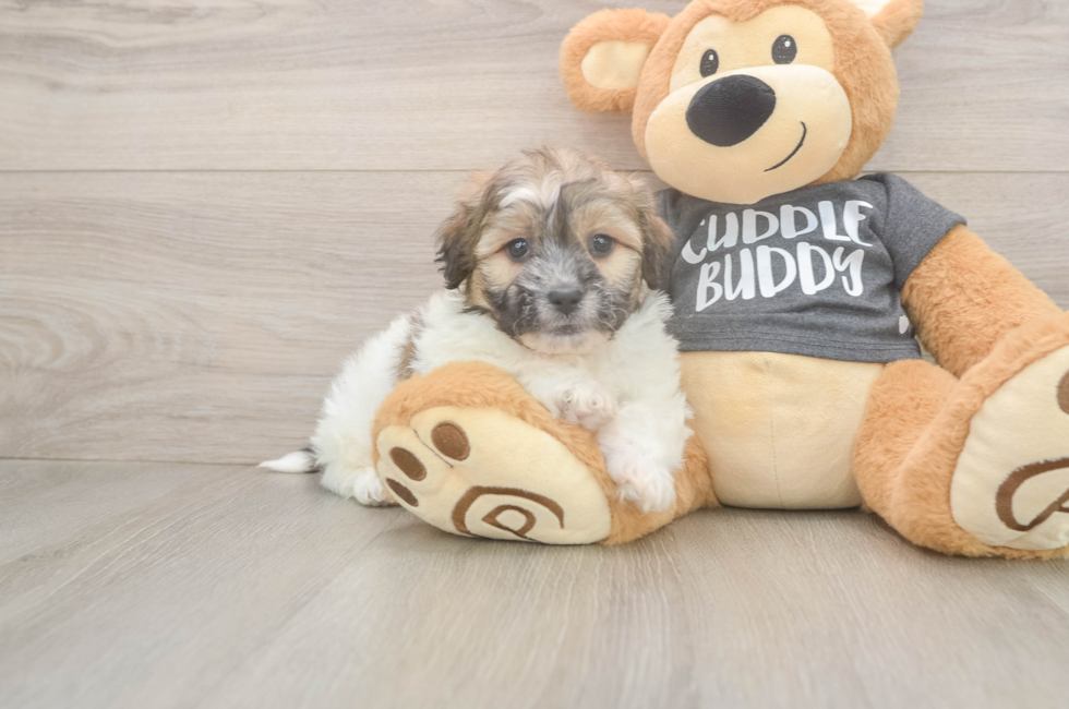 6 week old Teddy Bear Puppy For Sale - Florida Fur Babies