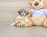 7 week old Teddy Bear Puppy For Sale - Florida Fur Babies
