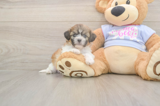 5 week old Teddy Bear Puppy For Sale - Florida Fur Babies Happy Teddy Bear Baby