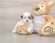 5 week old Teddy Bear Puppy For Sale - Florida Fur Babies