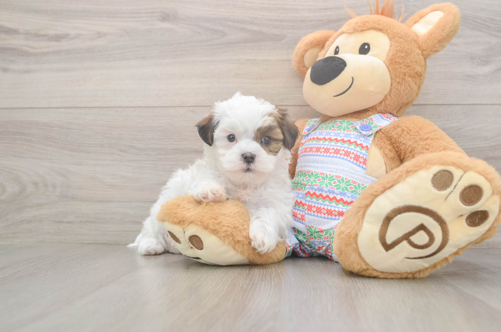 5 week old Teddy Bear Puppy For Sale - Florida Fur Babies