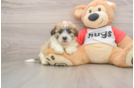Little Shichon Designer Puppy