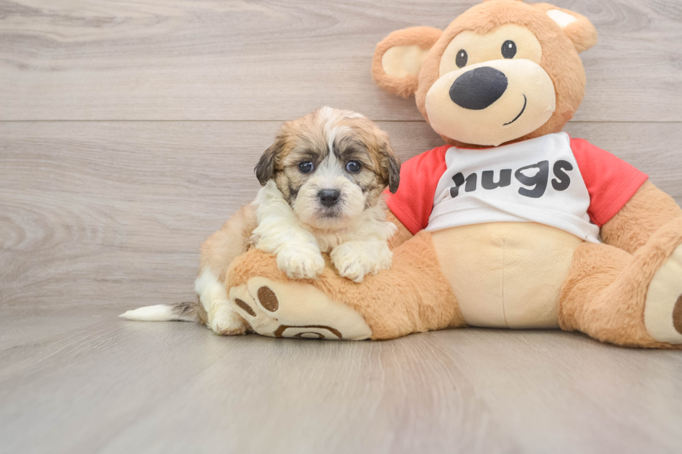 Little Shichon Designer Puppy