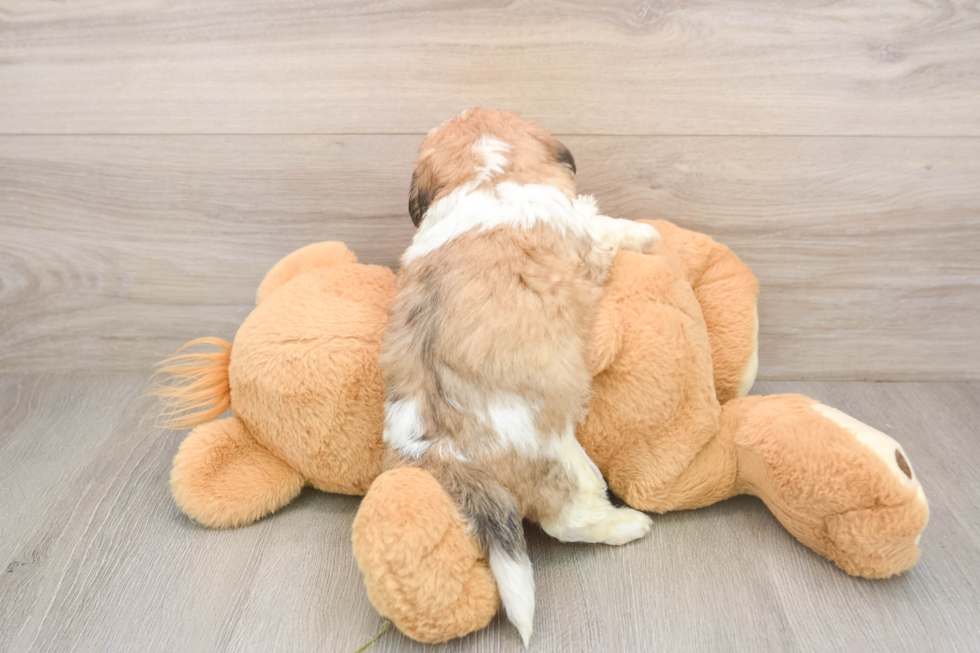 Popular Teddy Bear Designer Pup