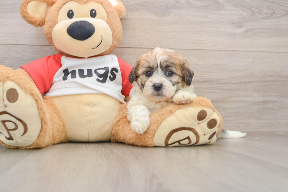 Playful Shit Designer Puppy