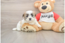 Smart Teddy Bear Designer Pup