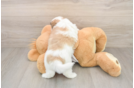 Teddy Bear Puppy for Adoption