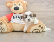 7 week old Teddy Bear Puppy For Sale - Florida Fur Babies
