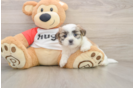 Teddy Bear Puppy for Adoption