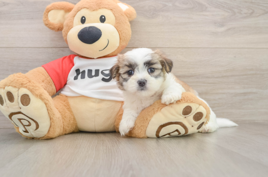 Teddy Bear Puppy for Adoption