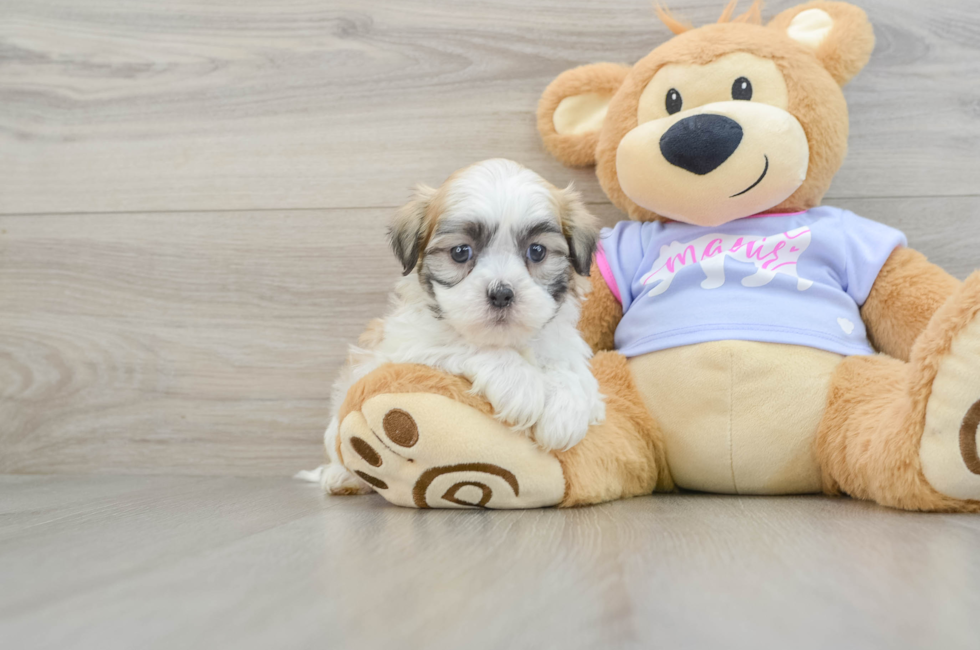 6 week old Teddy Bear Puppy For Sale - Florida Fur Babies