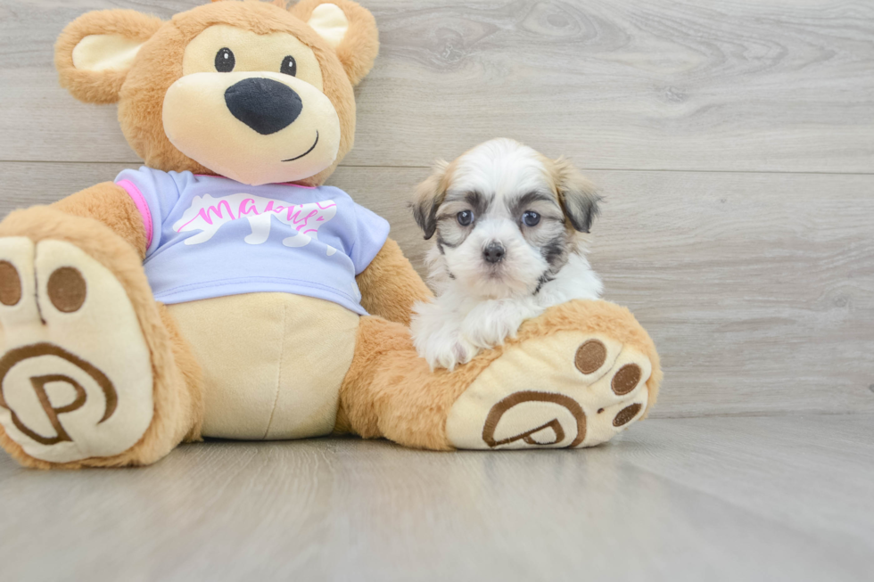 Fluffy Teddy Bear Designer Pup