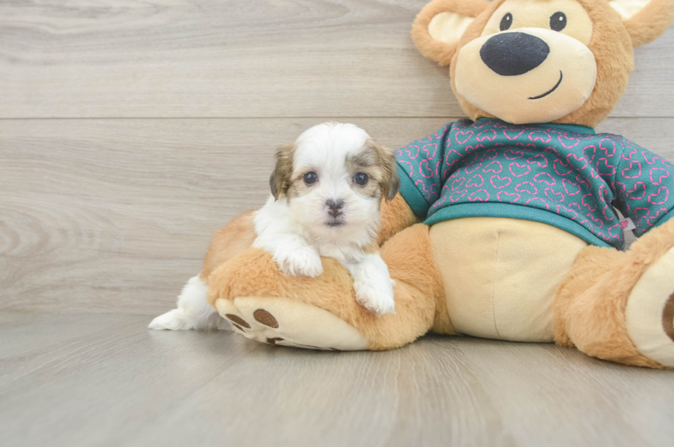 5 week old Teddy Bear Puppy For Sale - Florida Fur Babies