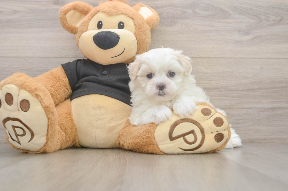 5 week old Teddy Bear Puppy For Sale - Florida Fur Babies
