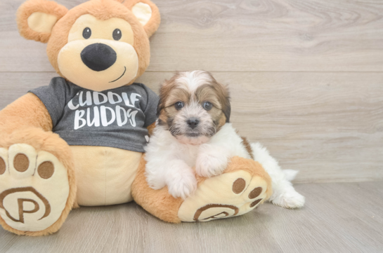 Adorable Shichon Designer Puppy